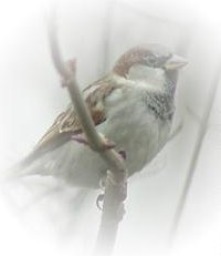 Dominoes Sparrow